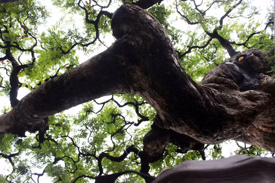 Cận cảnh nhánh cây me được tạo dáng bay độc đáo.