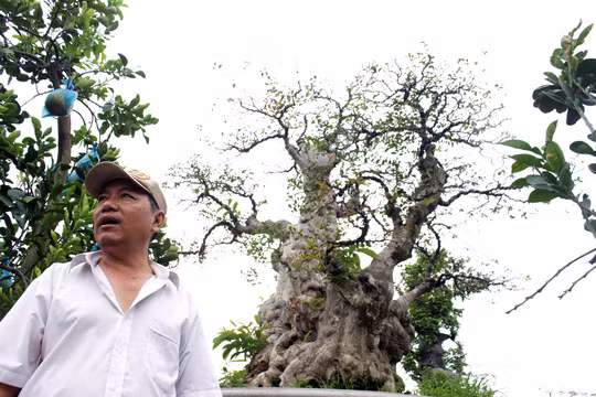 Với gốc bằng lăng đại thụ ghép nhánh tường vi này, ông Hai ra giá khoảng 1 tỉ đồng.