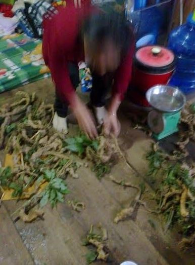 Sâm Ngọc Linh giả được đổ ra sàn như đống khoai (ảnh cắt từ clip).