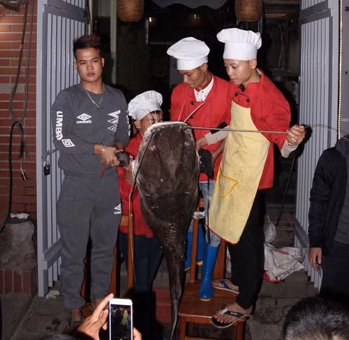 Anh Thái cho hay, đến thời điểm hiện tại, nhà hàng đã bán được khoảng 35kg thịt cá lăng cho khách, với giá 1,2 triệu đồng/1kg cá tươi. “Đây là con cá lăng đen to nhất từ trước đến nay được ghi nhận ở Việt Nam. Trước đó ít ngày, chúng tôi cũng mua một con cá lăng đen nặng 70kg, dài gần 2m từ một ngư dân ở Campuchia. Chúng tôi chỉ bán trong khoảng 1 ngày là hết số thịt cá. Cá lăng “khủng” khá hiếm nên có rất nhiều khách tìm đến hỏi mua”, anh Thái nói thêm.