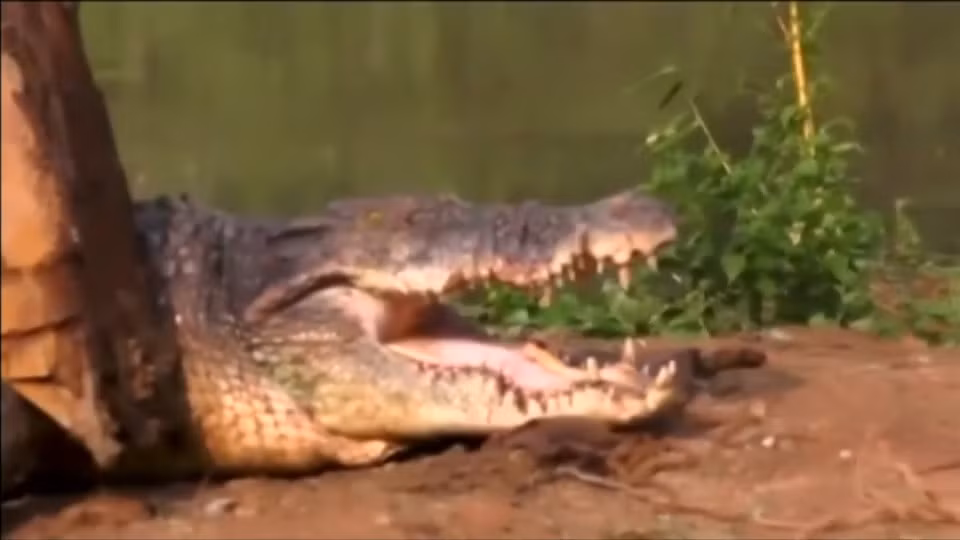 Vì quá to, con cá sấu mắc kẹt ở đây và không thể di chuyển đi chỗ khác.
