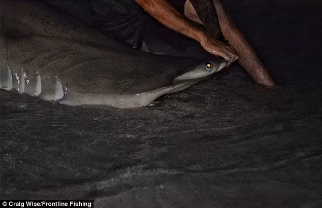 Dennis, 25 tuổi, mới câu cá mập trong vòng 1 năm nay, nói rằng anh vẫn đang hồi phục sau buổi tối vật lộn với con cá. Anh cũng cho biết công ty Xtremebraid của Mỹ tin rằng con cá mập là một kỷ lục thế giới chưa được công nhận.