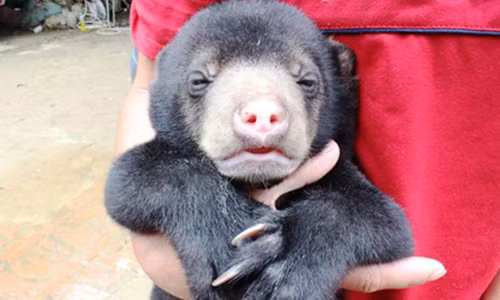 Giat minh ve su bien mat cua loai gau hoang da Viet Nam