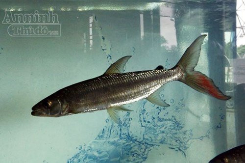  Thủy quái Congo - "thú cưng" của dân chơi Hà thành: Bên cạnh những loại cá đẹp đẽ, truyền thống đắt tiền như cá rồng, cá Koi... mốt mới của dân chơi cá cảnh Hà Nội còn phải kể đến thú chơi những loại thủy quái dữ dằn, điển hình là cá hổ Congo (Tigerfish Goliath). Loại cá sát thủ với bộ răng sói dài và nhọn hoắt, đủ làm rùng mình ngay cả người dũng cảm nhất, giờ trở thành.. vật nuôi cưng của dân chơi Hà Nội. Một con cá hổ Congo trưởng thành chỉ cần cắm ngập những chiếc răng nhọn dài tới 6cm và lắc mạnh người, là có thể dứt đứt cả một mảng thịt lớn của con mồi.