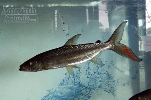  Thủy quái Congo - "thú cưng" của dân chơi Hà thành: Bên cạnh những loại cá đẹp đẽ, truyền thống đắt tiền như cá rồng, cá Koi... mốt mới của dân chơi cá cảnh Hà Nội còn phải kể đến thú chơi những loại thủy quái dữ dằn, điển hình là cá hổ Congo (Tigerfish Goliath). Loại cá sát thủ với bộ răng sói dài và nhọn hoắt, đủ làm rùng mình ngay cả người dũng cảm nhất, giờ trở thành.. vật nuôi cưng của dân chơi Hà Nội. Một con cá hổ Congo trưởng thành chỉ cần cắm ngập những chiếc răng nhọn dài tới 6cm và lắc mạnh người, là có thể dứt đứt cả một mảng thịt lớn của con mồi.