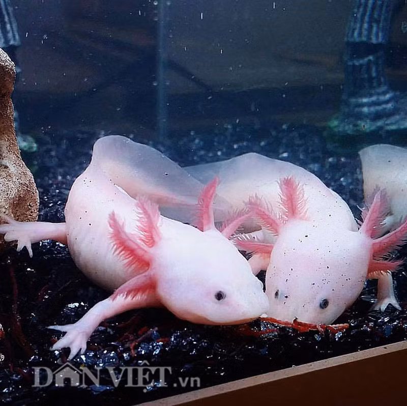 Một chuyên gia về loài lưỡng cư ở Việt Nam cho rằng, đây là loài cá rất kỳ lạ, hiếm có, bởi cá có thể tái sinh được các bộ phận trên cơ thể, đặc biệt có thể tái sinh được cả tim - điều mà tất cả các loài khác không làm được.