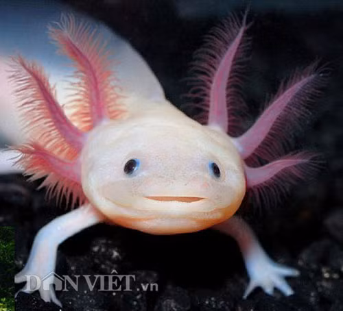  Cá khủng long 6 sừng 4 chân: Cá Axololt (hay còn gọi là cá khủng long 6 sừng 4 chân) có xuất xứ từ Mexico và được dân sành chơi sinh vật cảnh ở Việt Nam nhập về chơi và kinh doanh nhiều trong thời gian trở lại đây. Theo chủ một đại lý kinh doanh cá Axololt ở TP Đà Nẵng thì đây là loài cá độc lạ nhưng lại khá dễ nuôi, đặc biệt, loài cá này còn mang ý nghĩa may mắn nên được nhiều người săn lùng mua về thả chơi để ngắm. Loài cá này sống ở nước ngọt, cá có 3 màu chính là vàng, đen, trắng, thức ăn yêu thích của loài này là trùn chỉ bobo và tim bò…