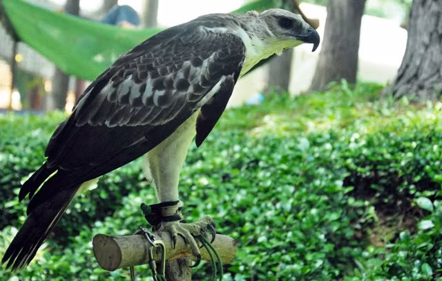 Trăn, đại bàng cũng góp mặt tại buổi giao lưu chia sẻ kinh nghiệm nuôi bò sát của các thành viên câu lạc bộ bò sát Biên Hòa với những người đam mê nuôi bò sát tại TP.HCM.