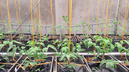 Trồng rau theo phương pháp thủy canh sẽ được tự động tưới nước hoàn toàn. Vì vậy, anh Vỹ chỉ mất công thiết kế làm giàn giá thể thùng xốp. Sau đó, anh chỉ việc chờ tới thời gian thu hoạch rau sạch. Chia sẻ cách bố trí hệ thống thủy canh, anh Vỹ cho hay: “Căn cứ vào kích cỡ thùng xốp hoặc chậu trồng, mình sẽ thiết kế giàn đỡ sao cho chiều cao phải cao hơn bể chứa để nước thừa chảy hồi về. Ngoài ra, cần chuẩn bị máy bơm và bộ hẹn giờ, bồn chứa để lắp ráp hệ thống”.