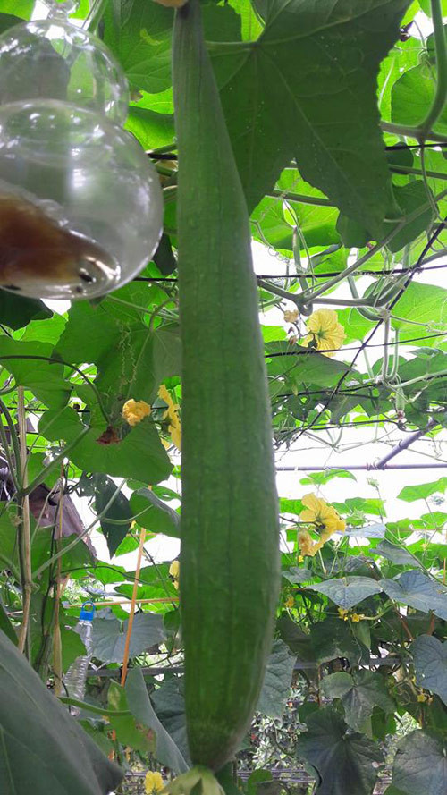 Một góc khu vườn sân thượng sai trĩu các loại quả bầu, mướp.