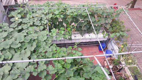 Với bồn chứa 150 - 250 lít nước sẽ cung ứng đủ nước cho 20 - 25 thùng xốp. Anh Vỹ cho biết, giá thể trong thủy canh gồm tro trấu trộn với xơ dừa hoặc mùn cưa. Đặc biệt, trồng rau cần có mái che mưa để tránh hiện tượng dập nát, nhiễm bệnh. Nếu làm giàn, phải có nắp đậy hộp xốp và khoét lỗ cho cây lên. Khi cây ra quả, anh Vỹ tìm cách diệt ruồi, ong chám quả. Bên cạnh đó, anh Vỹ thường xuyên kiểm tra nồng độ dung dịch đảm bảo dinh dưỡng cho cây.