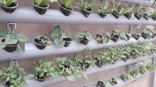 Các loại rau gia vị như diếp cá, rau răm các loại cây dây leo gồm ầu, bí, mướp, dưa chuột,...