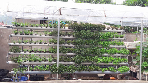 Khoảnh sân thượng và ban công tầng 2 rộng chừng 40m2 nhưng anh Vỹ trồng đủ các loại rau như cà chua, cải xoong Nhật, xà lách