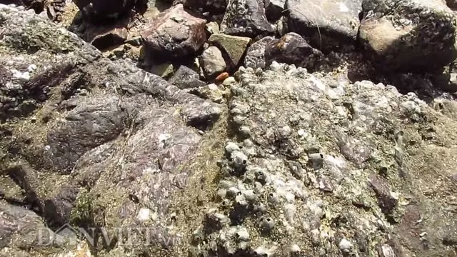 Con đường này được tạo thành từ những tảng đá nhỏ, nhọn, sắc có rất nhiều hàu bám vào sinh sống.