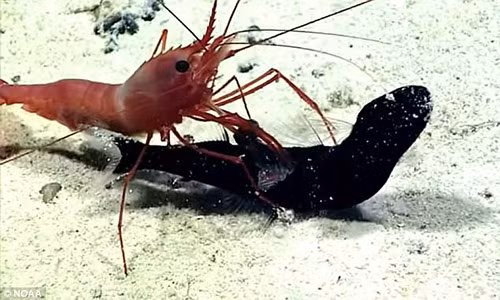 Xem video sat thu ca rong bat ngo bi tom tom gon