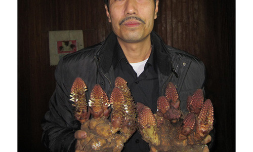 Ky la loai nam giup quy ong sung man, quy ba hoi xuan