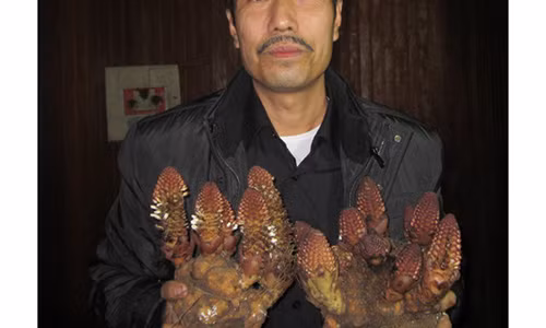 Ky la loai nam giup quy ong sung man, quy ba hoi xuan