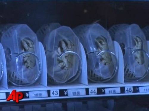 Mỗi con cua được đựng riêng trong một chiếc hộp