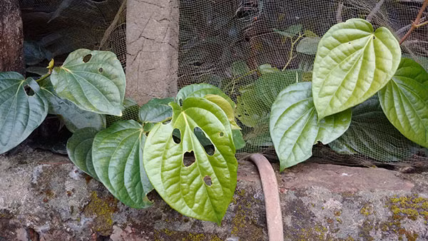 Thuc hu thoi mien chiem doat tai san bang la trau-Hinh-2