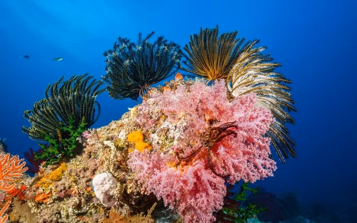 Rạn san hô Great Barrier Reef (Úc) Rạn san hô Great Barrier Reef là hệ thống rạn san hô lớn nhất thế giới, được công nhận là Di sản thiên nhiên thế giới. Nơi đây là nhà của 1500 loài cá khác nhau, 400 loài san hô, 500 loài rong biển. Bạn có thể thoải mái chèo thuyền, lặn biển, bơi cùng những chú cá heo và ngắm san hô rực rỡ sắc màu.