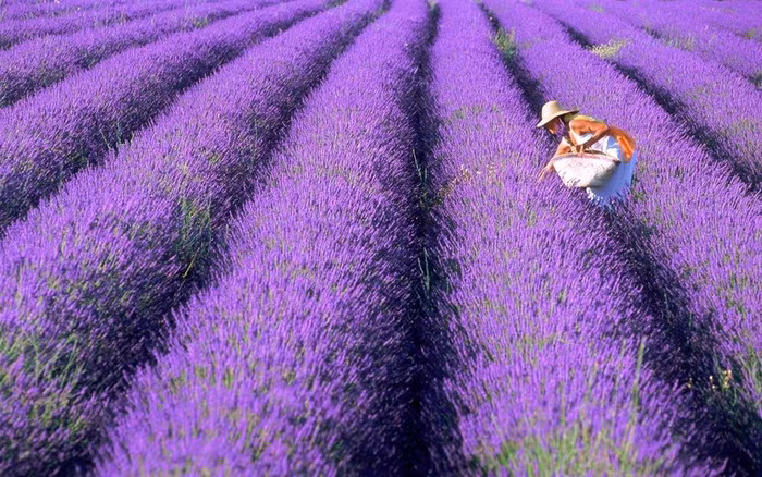 Cánh đồng hoa oải hương (Pháp) Nếu những bông hoa thơm không đủ thu hút bạn thì cánh đồng hoa oải hương tràn ngập sắc tím sẽ khiến bạn ngỡ như đang lạc vào thế giới cổ tích. Tới Provence, miền nam nước Pháp bạn không những có cơ hội ngắm nhìn địa điểm du lịch nổi tiếng này, ngửi hương hoa dịu nhẹ mà còn được thưởng thức món ăn độc đáo được chế biến từ loại hoa này.