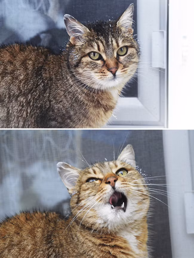 “Cuoi ngat” ngam anh “dien sau” cua thu cung-Hinh-9