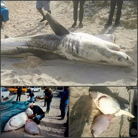 Khắc tinh không ngờ của sát thủ đại dương cá mập trắng Khac tinh khong ngo cua sat thu dai duong ca map trang