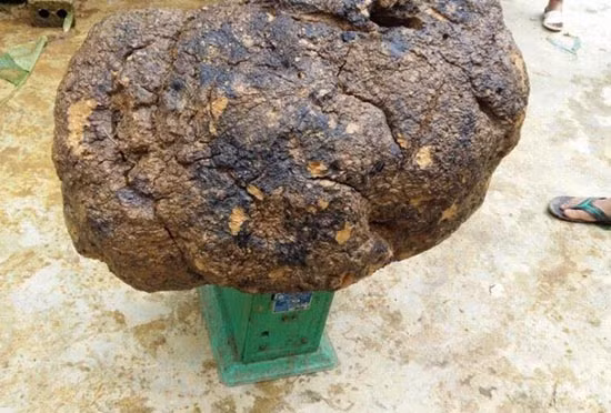 Thuc hu loai nam co kha nang chua benh ung thu-Hinh-2