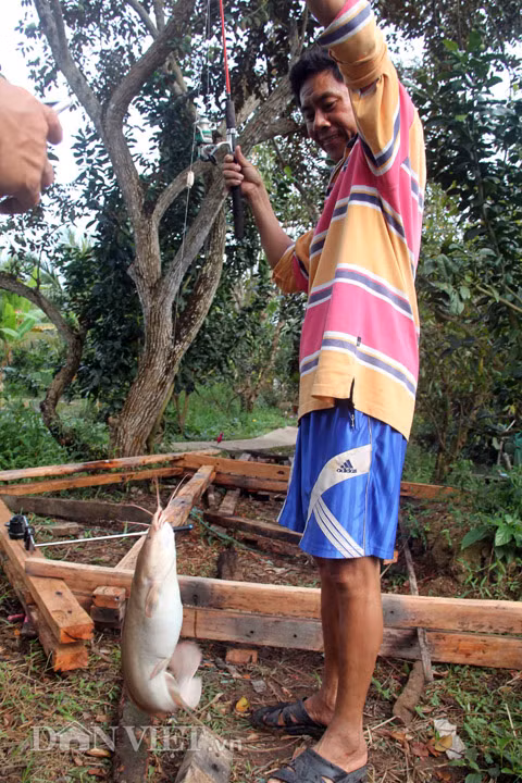 Theo phóng viên tìm hiểu, khu vực đồng bằng sông Cửu Long có rất nhiều người nuôi cá trê. Tuy nhiên, loại cá trê màu hồng như anh Tín nuôi thì hầu như không có. Một số chuyên gia nhận định, nhiều khả năng những con cá trê này bị đột biến trong quá trình sinh trưởng và không phải là dạng sinh vật lạ ngoại lai.