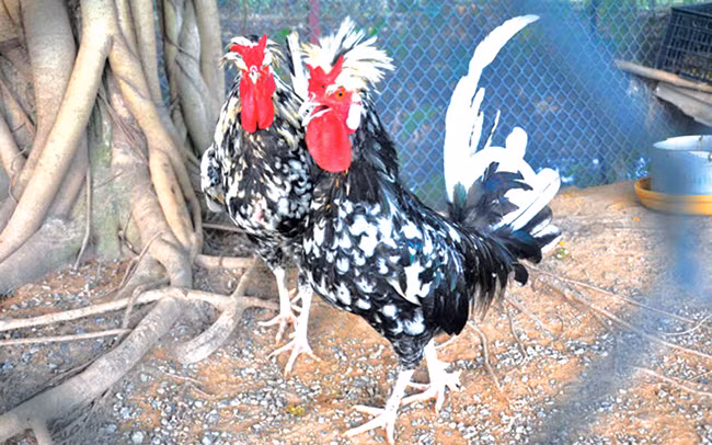 Chia sẻ thêm về kinh nghiệm nuôi các giống chim, gà quý hiếm, chị Duyên cho biết, các giống này thường sống hoang dã nên có sức đề kháng rất tốt, ít dịch bệnh, thích nghi tốt với điều kiện nuôi nhốt, ăn ít nên rất dễ nuôi. Thức ăn chủ yếu là thóc, gạo, ngô, khoai, sắn và các loại rau xanh. Để chăn nuôi thành công, chị Duyên áp dụng đầy đủ các kỹ thuật chăm sóc, phòng bệnh theo khuyến cáo của ngành thú y, xây chuồng trại đạt tiêu chuẩn an toàn sinh học nên hạn chế dịch bệnh.