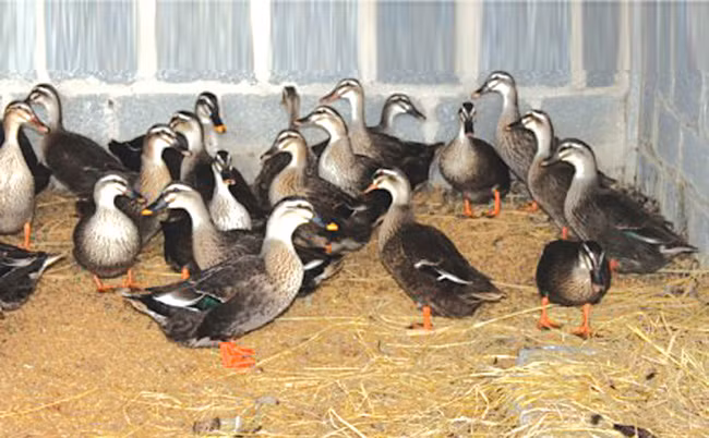 Đặc biệt đối với chim trĩ không có khả năng ấp trứng nên chị Duyên đầu tư máy ấp trứng nhân tạo bằng lò ấp điện với tỷ lệ nở thành công từ 60 - 70%. Theo chị Duyên, yếu tố để nuôi thành công là phải tìm hiểu về giống, đặc tính của loài, từ đó xây dựng mô hình chuồng trại cho phù hợp. Ban đầu cần bắt con giống nuôi thử nghiệm, nếu phát triển tốt thì đầu tư chuồng trại và phát triển mạnh con giống đó.