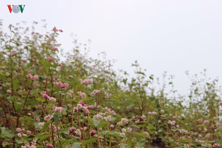 Với nhiều đèo dốc uốn lượn, mây phủ quanh năm, Đèo Pha Đin từ lâu đã trở thành một trong những điểm tham quan hấp dẫn.