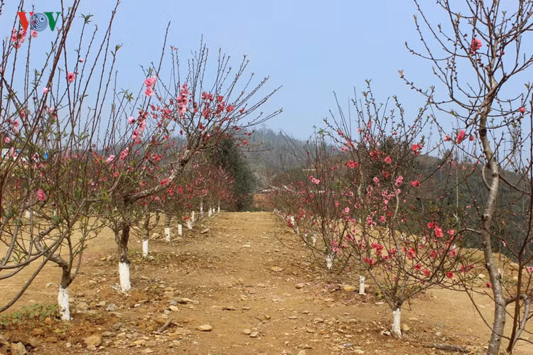 Hiện nay, Pha Đin càng trở nên hấp dẫn hơn khi vườn hoa tam giác mạch, cùng nhiều loại hoa khác như đào, hoa hồng, hoa cải.... của gia đình ông Bùi Văn Thiệp ở xã Phổng Lái, huyện Thuận Châu, tỉnh Sơn La trồng đua nhau khoe sắc.