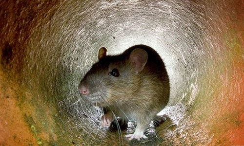 Gioi chuc Paris cong bo chien dich diet chuot