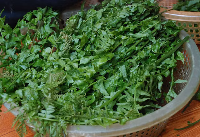 Nhung mon rau rung dac san “sot xinh xich” luc giao mua-Hinh-4