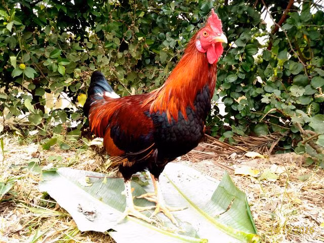 Bang rung gia tim ga 9 cua-Hinh-2