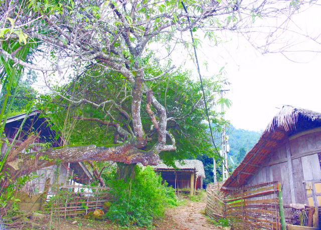 Bang rung gia tim ga 9 cua-Hinh-3