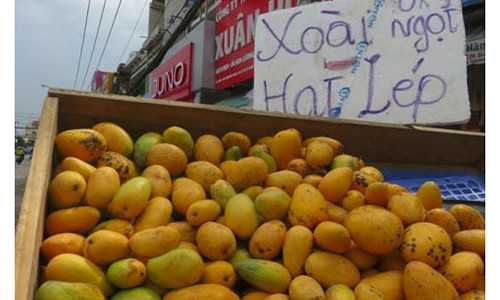 Tranh cai nguon goc xoai ti hon, de ca tuan khong hong?