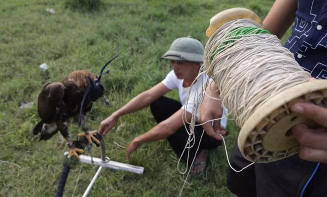Một ngày, người chơi thường cho chúng tập bay một lần. Hiện tại, hai chú chim chỉ tập bay về tay và phải buộc dây vào chân, phòng trường hợp chim bay mất. Muốn kiểm soát được chúng khi thả bay xa không sợ mất, người chơi phải có định vị GPS, dụng cụ này giúp người chơi xác định được vị trí bay của đại bàng ở trên không trong khi đang huấn luyện hoặc thả đi săn và để phát tín hiệu cho chim bay về. Khoảng cách định vị của thiết bị này có bán kính khoảng 80km.