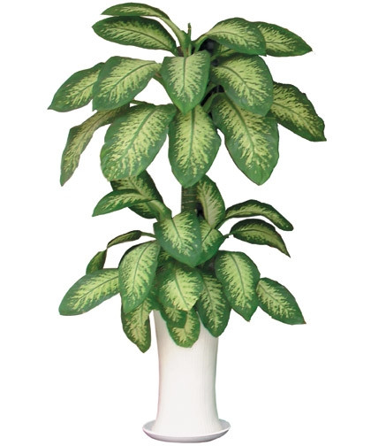 Cây cảnh vạn niên thanhCây cảnh vạn niên thanh rất ưa bóng và thời tiết mát mẻ, nếu trồng trong đất ẩm thì cho lá to, dày bóng, trồng trong nước thì cho lá hẹp, cành trắng và vươn dài. Vì là loại cây leo nên thường được trồng trong chậu với 1 cột trụ. Với dáng hình thanh mảnh, lá xanh bóng, cây có tác dụng làm mát không khí, làm dụi những không gian thô cứng. Theo nghiên cứu của NASA có tác dụng hút được khí độc Fomaldehyde, làm trong lành không khí nhất là không khí có máy điều hòa lâu ngày.