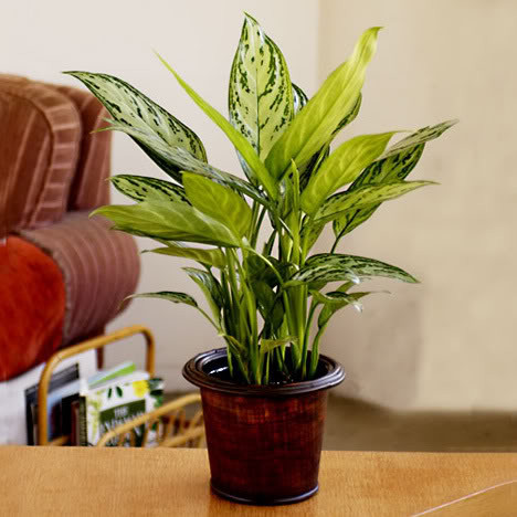 Cây Lan tuyết Cây Lan Tuyết có nguồn gốc từ Châu Á nhiệt đới, thuộc họ Ráy. Cây ưa bóng râm, mọc thành bụi, giống cây bạch mã, nhưng sống lá màu xanh, phiến lá có màu xanh nhạt đặc biệt. Cây khoẻ, có dáng thẳng, lá đẹp, cứng cáp, chịu bóng râm và cần ít ánh sáng, cây có công dụng làm ẩm và mát không khí, khử bớt các khí độc trong phòng lắp kính có ánh nắng khúc xạ, có điều hòa thường xuyên, rất phù hợp trang trí sảnh lễ tân, phòng lễ tân hoặc những phòng làm việc có diện tích trung bình.