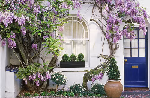 Cây tử đằng Có sức uốn, leo mạnh, cành lá rậm có thể làm giàn lớn che nắng. Hoa tử đằng nở rộ vào cuối xuân đầu hè với hương thơm dễ chịu. Cây cảnh này ưa ánh sáng mặt trời, thích những vùng đất sâu dày, màu mỡ có chất cát, cũng có tính chịu hàn, chịu khô hạn, chịu nước nhất định. Tử đằng có thể trồng thành giàn làm mát, trồng gác vào tường nhà thành vườn tường, vườn đứng hoặc leo bám ban công, trước cổng nhà.