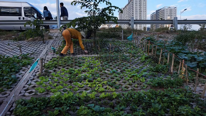 Cô Hương, nhà ở ngõ 462 đường Bưởi tự hào: "Vườn nhà tôi trồng nhiều loại rau nhất, 17 loại. Mấy tháng nay tôi không phải mua rau".