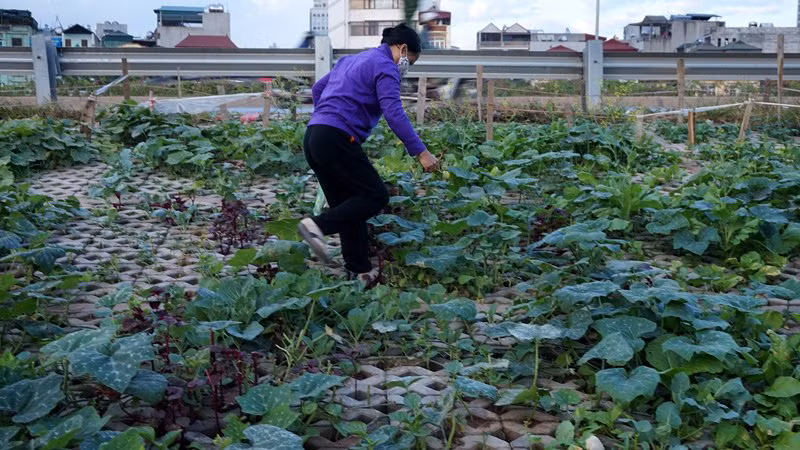 Vườn rau nhà cô Hạnh...