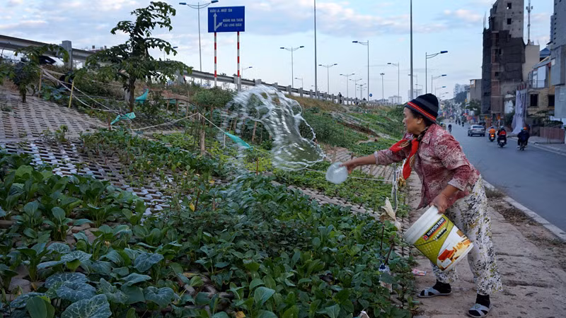Vườn rau của các gia đình được phân chia bằng hàng rào từ mấy que tre và những sợi dây.