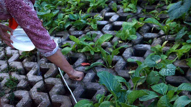 Mỗi ô vuông to chừng một nắm tay, vừa vặn trồng được 1 cây rau.