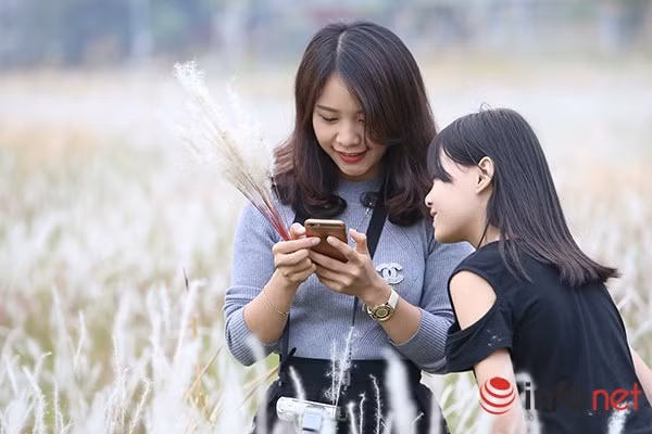 Hoa cỏ lau cũng là loại hoa mong manh, chỉ cần một cơn gió mạnh hay cơn mưa nhỏ cũng đủ làm tàn hết hoa, chính vì vậy hoa cỏ lau còn là tương trưng của thời điểm tiết trời nhẹ nhàng, trong lành.