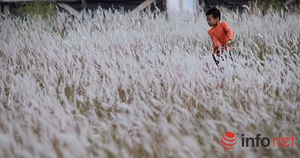 Cỏ lau còn được biết đến như lá cờ phấp phới trong trò trận giả của những "chàng dũng sỹ tý hon". Bởi vậy, với nhiều người, cỏ lau còn gắn với tuổi thơ đẹp đẽ "dữ dội".