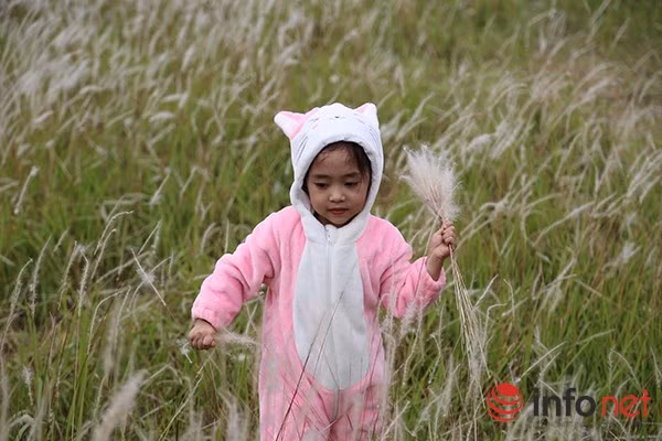 Cỏ lau còn là hồi ức tuổi thơ trên lưng trâu, đuổi nhau bắt dế của bao thế hệ sinh ra và lớn lên ở làng quê Việt.