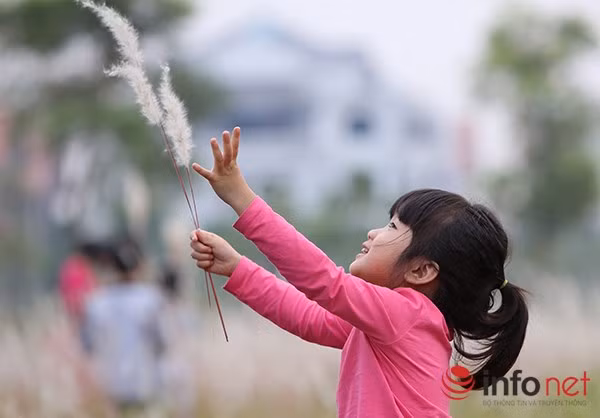 Nhờ khả năng phát triển đặc biệt nên hoa cỏ lau là tượng trưng cho vẻ đẹp hoang sơ và sức sống mãnh liệt giữa thiên nhiên.